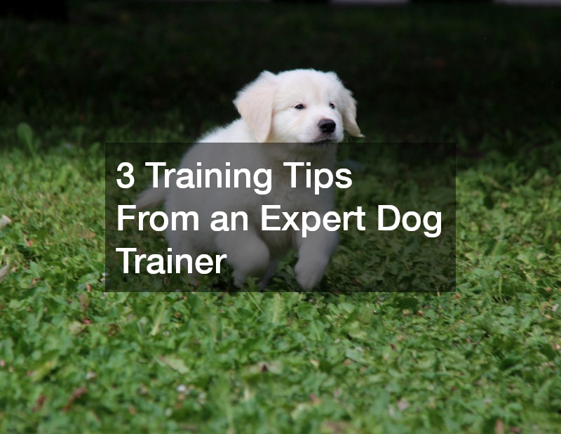 3 Training Tips From an Expert Dog Trainer